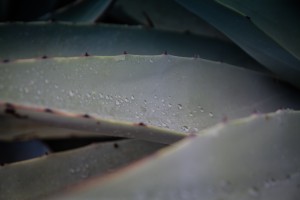 Succulent Dew